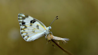 Pontia glauconome ©Seyfi Karaman 