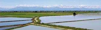 Nebbiuno, colline fiorite