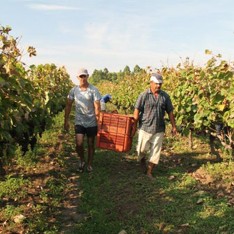 Bodega Familia Irurtia Carmelo Colonia Uruguay