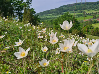 (c) Gombert/LPV Thüringer Rhön