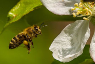 Bienen am Apfelbaum (c) Dr. Hubert Kluger