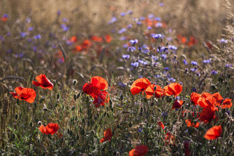 Mohnblumen in einem Feld bei Rerik