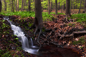 Nationalpark-Harz, Waldbach-im-Harz, Schimmerwald-bei-Bad-Harzburg-im-Fruehling, Buchenwald, Buchenaustrieb, wandern-im-Harz, Highlight-im-Harz, Harzfoto, Harz-Natur, Canonfoto, Canon, Canon-16-35mm, Harzlandschaft, Harzwald, Baerlauchwald