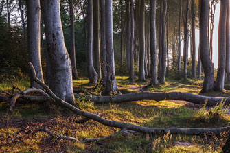 Abendlicht-im-Buchenwald, Canon16-35mm, Landschaftsfotografie, Laubwald, leuchten, leuchtender-Wald, lichtdurchflutet, Mecklenburger-Bucht, Mecklenburg-Vorpommern, Nienhagen, Sonnenstern, Sonnenuntergang-Buchenwald-Nienhagen, Abendlicht