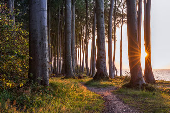 Abendlicht-im-Buchenwald, Canon16-35mm, Landschaftsfotografie, Laubwald, leuchten, leuchtender-Wald, lichtdurchflutet, Mecklenburger-Bucht, Mecklenburg-Vorpommern, Nienhagen, Sonnenstern, Sonnenuntergang-Buchenwald-Nienhagen, starburst