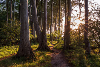 Abendlicht-im-Buchenwald, Canon16-35mm, Landschaftsfotografie, Laubwald, leuchten, leuchtender-Wald, lichtdurchflutet, Mecklenburger-Bucht, Mecklenburg-Vorpommern, Ostseebad-Heiligendamm, Sonnenstern, Sonnenuntergang-Buchenwald-Heiligendamm, starburst