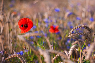 Mohn in einem Feld bei Rerik