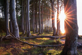 Abendlicht-im-Buchenwald, Canon16-35mm, Landschaftsfotografie, Laubwald, leuchten, leuchtender-Wald, lichtdurchflutet, Mecklenburger-Bucht, Mecklenburg-Vorpommern, Nienhagen, Sonnenstern, Sonnenuntergang-Buchenwald-Nienhagen, starburst