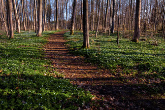 Waldweg, romantischer-Harz, Buschwindroeschenwald, Buchenwald-bei-Friedrichsbrunn, wandern-im-Harz, Highlight-im-Harz, Harzfoto, Harz-Natur, Canonfoto, Canon, Canon-16-35mm, Harzlandschaft, Harzwald, Laubwald-im-Fruehling