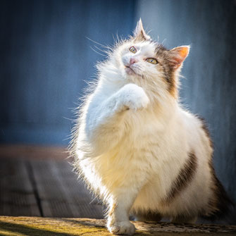 Portrait canin, photos d'animaux, Antonia photographie