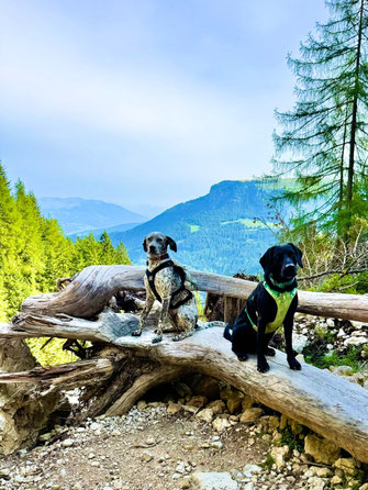 Wandern mit Hund im den Dolomiten - Übernachtung mit Hund auf der Seiser Alm