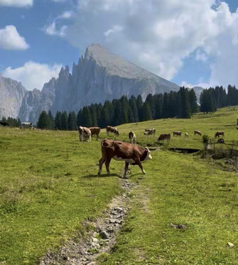 Wandern mit Hund im den Dolomiten - Übernachtung mit Hund auf der Seiser Alm