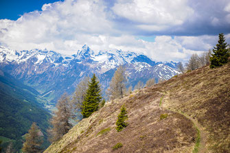  Wandern mit Hund in Südtirol, eine einfache Gipfelwanderung zum Saun und zur Pranter Alm bei Sterzing