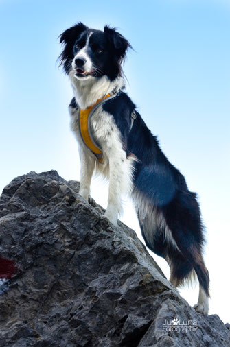 Gesundheit und Ernährung beim Hund