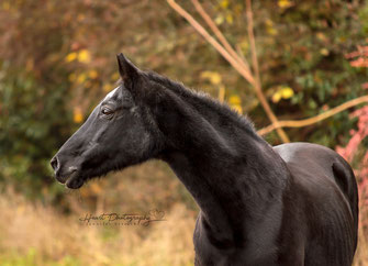Pferdefotografie, Pferde Outdoor, Tierfotografie, Feld, Natur
