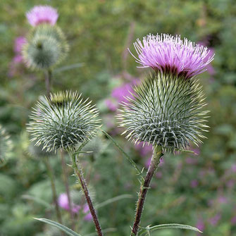 Radiant Reality Blog | 5 Ways To Spring Clean Your Liver | Milk Thistle