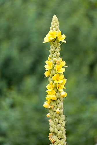 Radiant Reality Blog | Biohack and Bolster your Immune System during Flu Season - Garlic Mullein Ear Oil | Mullein