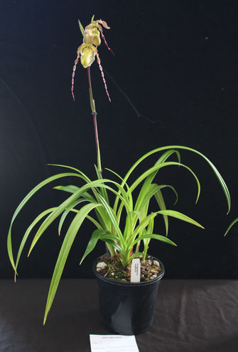 Phragmipedium longifolium by Sally Mills
