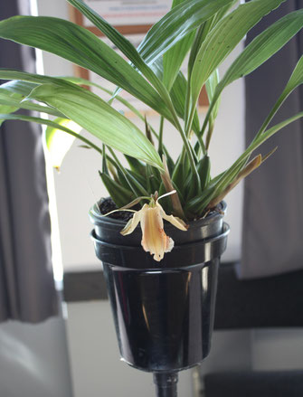 Coelogyne speciosa by Neville Dunn