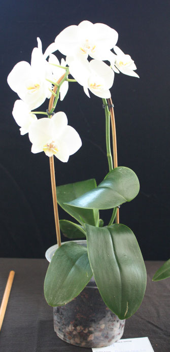 Phalaenopsis hybrid by Bob & Winnie Parsons