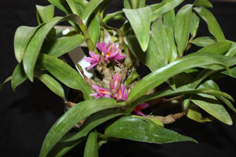 Dendrobium hibiki by Neville Dunn