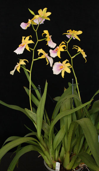 Miltonia Sunset by Neville Dunn