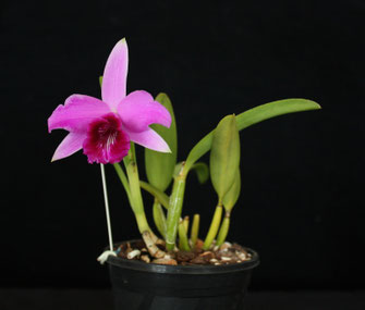 Cattleya Dayana by Sally Mills