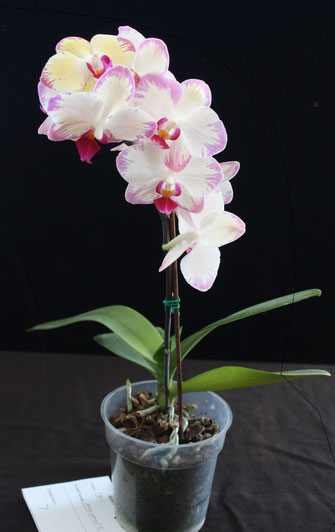 Phalaenopsis hybrid by Bob Bradford