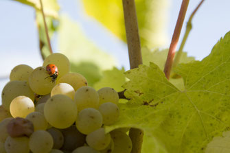 vigne-vin-visite-dégustation-vignoble-oenologie-Vouvray-Touraine-Vallee-Loire-Rendez-Vous-dans-les-Vignes-Myriam-Fouasse-Robert