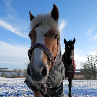 Pferde mit Winterdecken