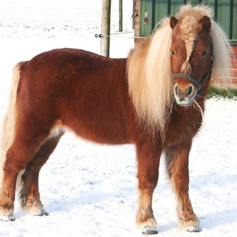 Pony mit dichtem Winterfell