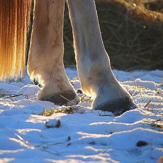 Pferdehufe im Schnee