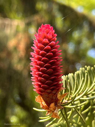 Weibliche Blüten von April-Juni