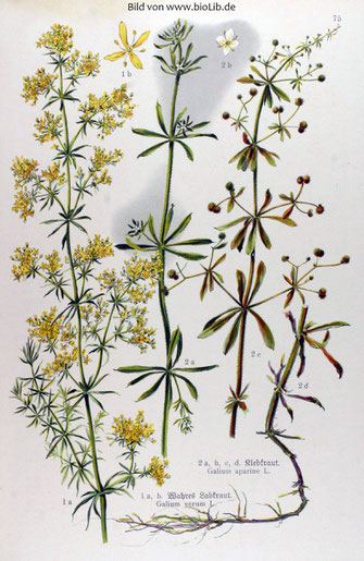Botanische Zeichnung des echten Labkrauts