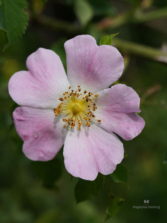 Hellrosane Heckenrosenblüte