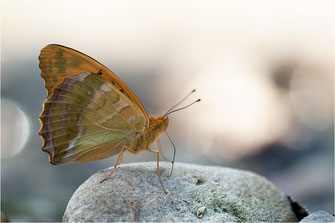 Perlmuttfalter- Heliconiinae