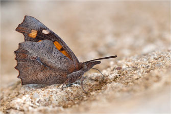 Schnauzenfalter - Libytheinae