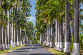 Carretera panorámica Allée Dumanoir @ Aurélien Brusini, 2012, Comité du Tourisme des Îles de la Guadeloupe CTIG