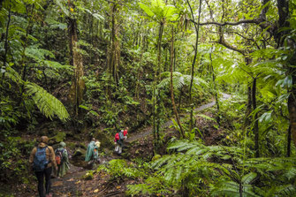Wanderung im Nationalpark © Aurélien Brusini, 2014, Comité du Tourisme des Îles de la Guadeloupe CTIG