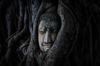 Primer plano de una cabeza de Buda encarnada en Ayutthaya.