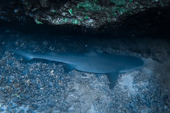 Grand requin de récif dans les eaux entourant l'Isla de Cano.