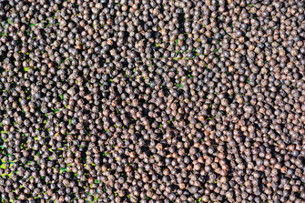 Close-up of black peppercorns in Kampot city.