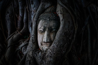 Gros plan sur une tête de bouddha incarnée à Ayutthaya.