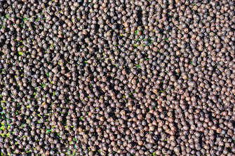 Gros plan sur des grains de poivre noir dans la ville de Kampot.