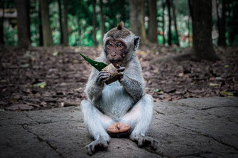 Singe seul avec une feuille dans la Monkey Forest.