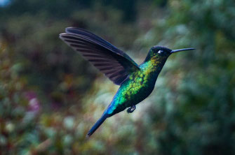 Close-up of a flying hummingbird in Los Quetzales National Park.