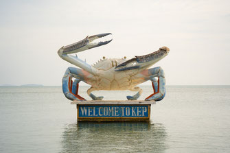 Un crabe géant dans la mer de Kep.