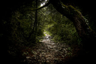 Ein dicht bewachsener Weg im Llogara Nationalpark.