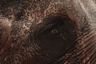  琅勃拉邦的大象眼睛特写。