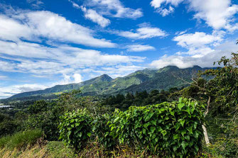 绿色景观，背景是巴鲁火山。